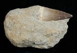 Large Mosasaurus Tooth In Matrix #1769-1